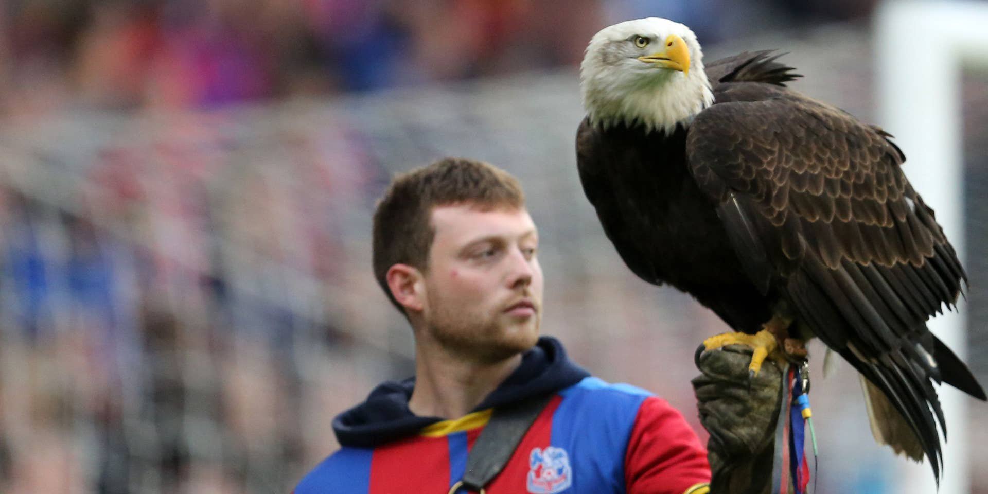 Weißkopfseeadler sitzt auf Hand von Mensch.