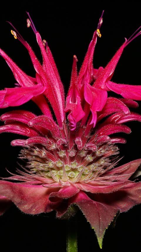 Bee balm