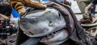 At the beach for July 4 weekend? 7 shark safety tips that could save your life