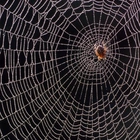 Spiderweb Thread Inspires Ultrasmall Microphones