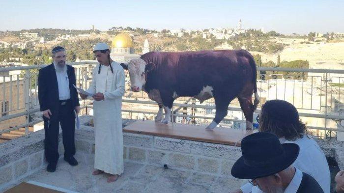 Israel Lakukan Ritual Sapi Merah di Depan Masjid Al-Aqsa, Kuil Yahudi Baru Segera Dibangun?