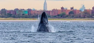 Gotham Whale, a New York City-based nonprofit, allows citizen scientists to assist in conservation efforts