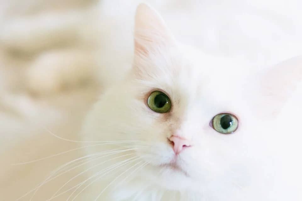 white cat significance