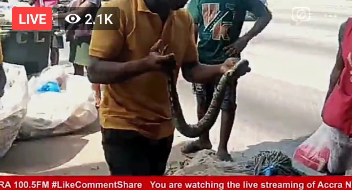 fba9d5319fc34fb48dca2ef211057b85?quality=uhq&format=webp&resize=720 BREAKING: Wonders As Big Snake Found in Sakawa Boy’s Car at Kasoa Toll Booth In Broad Daylight , Sparks Controversy As It Attracts Massive Attention -[WATCH VIDEO/PHOTOS]