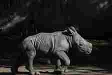 A twelve-day-old rhino called Silverio walks near his mother Hannah during his presentation at the Buin Zoo in Santiago, Chile, Tuesday, July 2, 2024. The baby rhino's birth is the third of this endangered species born at the Buin. (AP Photo/Esteban Felix)