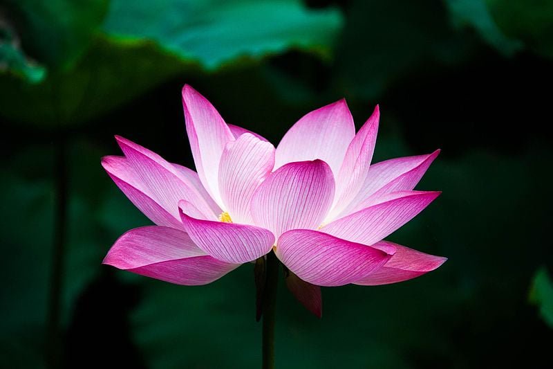 Pink Lotus flower.
