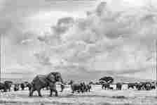 Bull Elephant, Kilimanjaro Storm