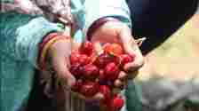Cherry is cultivated on around 2,800 hectare of land across the Kashmir Valley. (HT File)