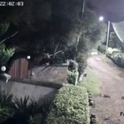 Incredible moment Lioness leaps from family garden with 75kg Rottweiler in mouth caught on camera