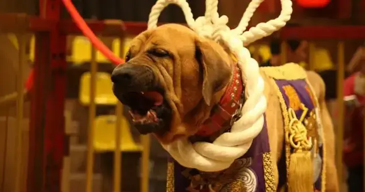 Most Dangerous Breeds That Illegal World (Photos)